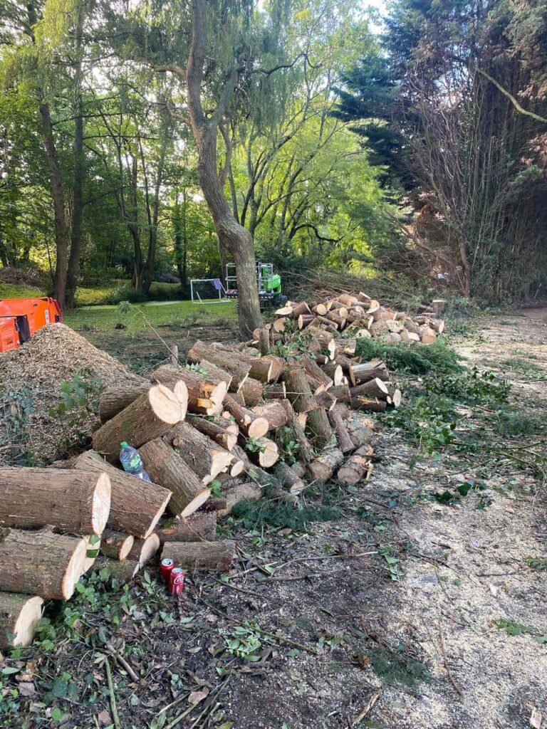 This is a photo of a wood area which is having multiple trees removed. The trees have been cut up into logs and are stacked in a row. Clifton Tree Surgeons