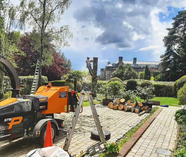 This is a photo of a tree being felled. A tree surgeon is currently removing the last section, the logs are stacked in a pile. Clifton Tree Surgeons